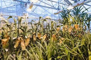 Corn plants grow under greenhouse lights